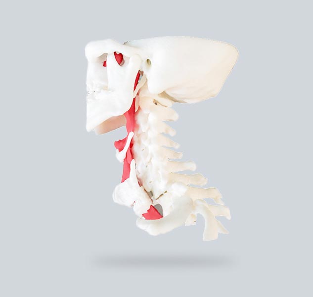 Colonna vertebrale e trachea con le Stampanti 3D ProtoFab